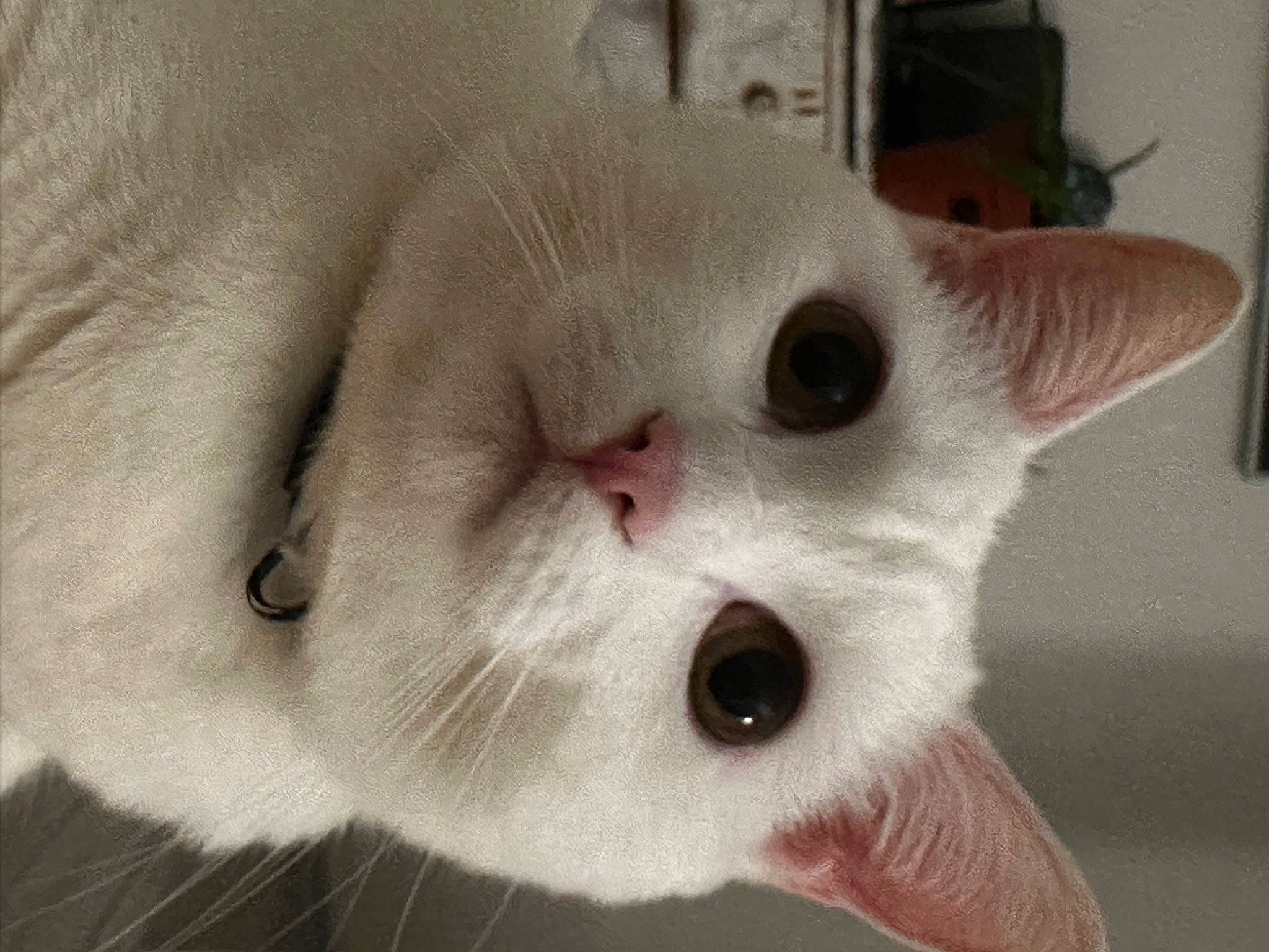 Titouan participe au concours pour gagner de l'argent avec cette photo : carnivore, cat, domestic_short_haired_cat, ear, eye, fang, fawn, felidae, fur, no_expression, small_to_medium_sized_cats, snout, tail, terrestrial_animal, whiskers