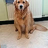 golden_retriever, dog, pet, indoor, floor, radiator, towel, fur, sitting, calm, attentive, canine, animal, domestic, portrait, mammal, tail, ears, nose, whiskers