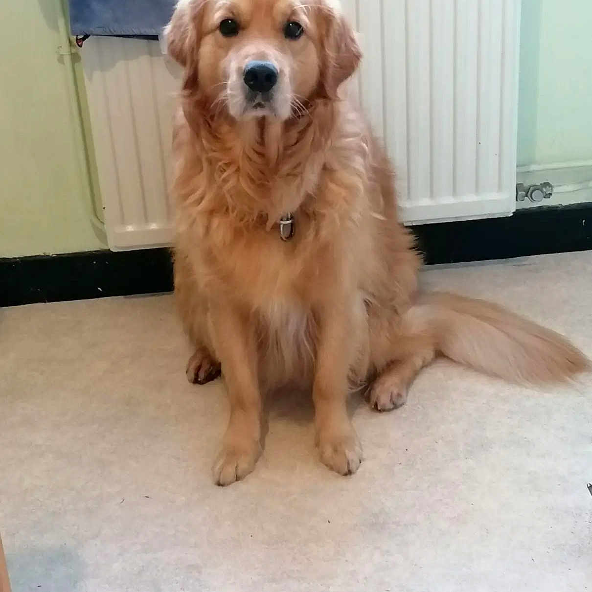 Lasko a rejoint le concours — aidez-le/la à gagner de superbes lots ! golden_retriever, dog, pet, indoor, floor, radiator, towel, fur, sitting, calm, attentive, canine, animal, domestic, portrait, mammal, tail, ears, nose, whiskers