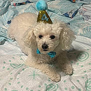 Georgette is registered to the contest to win money with this photo: animal, bedspread, birthday, bow_tie, cartoon_characters, celebration, cute, decor, dog, face, fluffy, fur, indoor, laying_down, party_hat, patterned_bedspread, pet, poodle, small_dog, white_dog