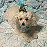 animal, bedspread, birthday, bow_tie, cartoon_characters, celebration, cute, decor, dog, face, fluffy, fur, indoor, laying_down, party_hat, patterned_bedspread, pet, poodle, small_dog, white_dog