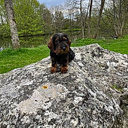 Ulysse participe au concours pour gagner de l'argent avec cette photo : dog, dachshund, wire_haired, puppy, rock, lichen, pond, water, grass, trees, forest, outdoor, nature, pet, collar, portrait, cute, sitting, small_dog, canine