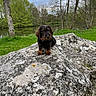 canine, collar, cute, dachshund, dog, forest, grass, lichen, nature, outdoor, pet, pond, portrait, puppy, rock, sitting, small_dog, trees, water, wire_haired