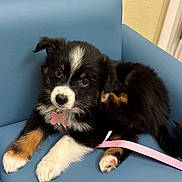 Stella is registered to the contest to win money with this photo: animal, black, blue_chair, brown, collar, cute, dog, fur, indoor, leash, looking, paw, pet, pink, puppy, relaxed, sitting, tricolor, white, young