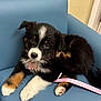 animal, black, blue_chair, brown, collar, cute, dog, fur, indoor, leash, looking, paw, pet, pink, puppy, relaxed, sitting, tricolor, white, young