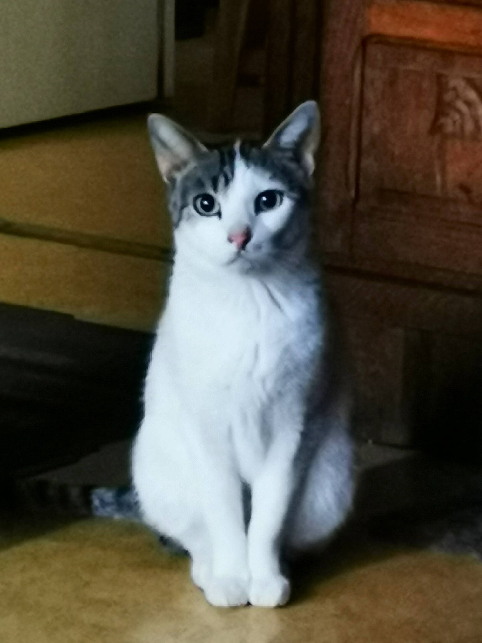 Meublanc participe au concours pour gagner de l'argent avec cette photo : automotive_tire, carnivore, cat, domestic_short_haired_cat, door, felidae, flooring, fur, grey, hardwood, iris, paw, sitting, small_to_medium_sized_cats, snout, tail, tire, whiskers, window, wood