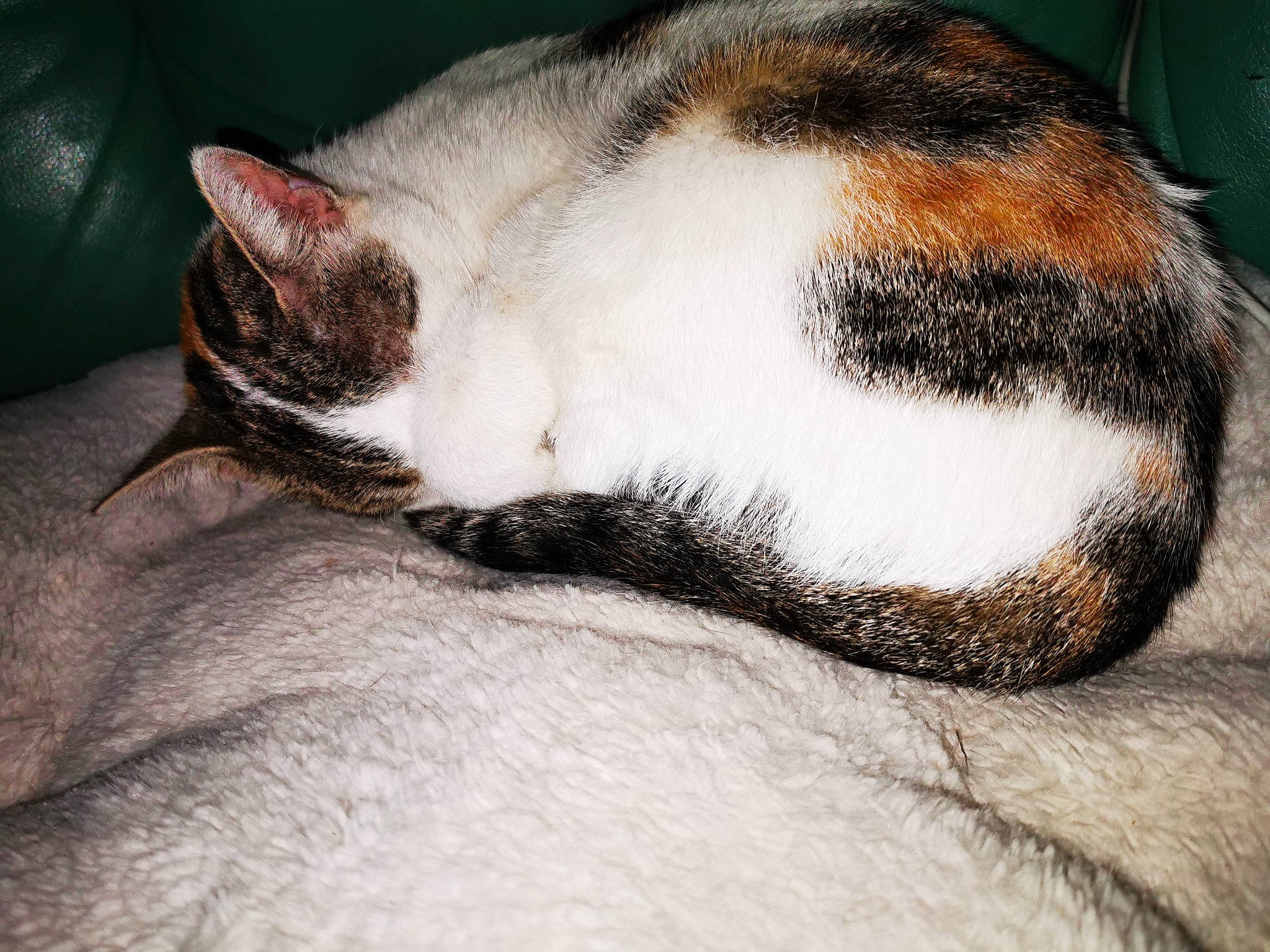 Meublanc participe au concours pour gagner de l'argent avec cette photo : carnivore, cat, claw, close_up, comfort, domestic_short_haired_cat, ear, eye, fawn, felidae, fur, head, nap, paw, sleep, small_to_medium_sized_cats, snout, tail, terrestrial_animal, whiskers