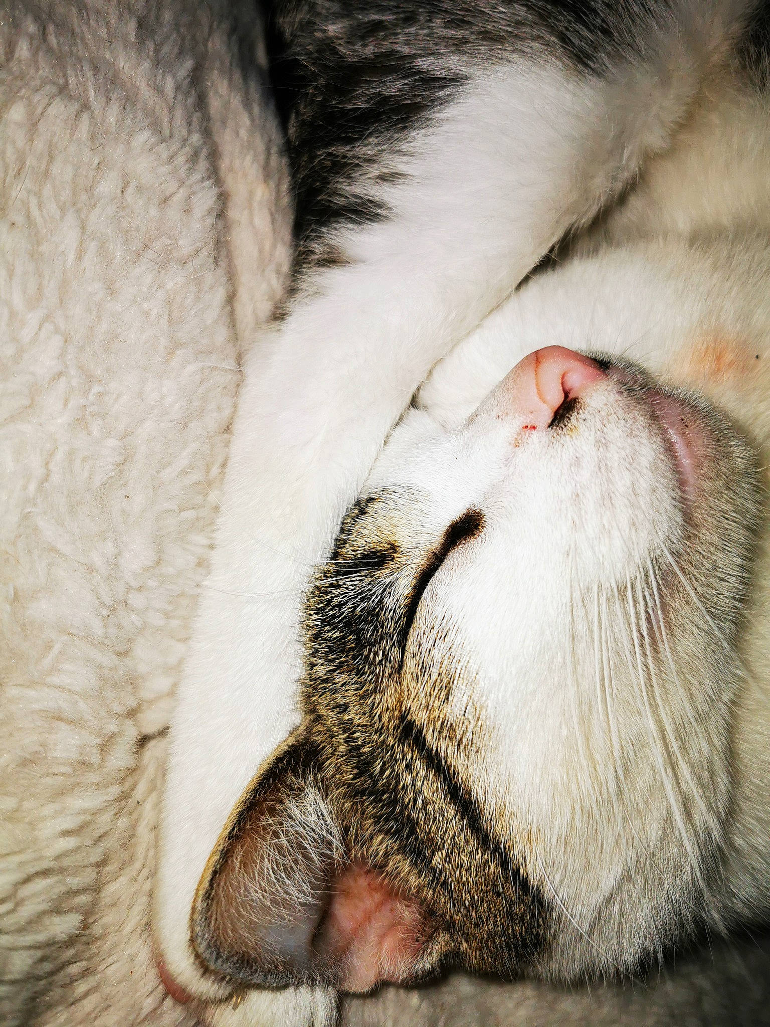 Meublanc a rejoint le concours — aidez-le/la à gagner de superbes lots ! carnivore, cat, close_up, comfort, domestic_short_haired_cat, felidae, fur, nap, paw, sleep, small_to_medium_sized_cats, snout, tail, terrestrial_animal, whiskers