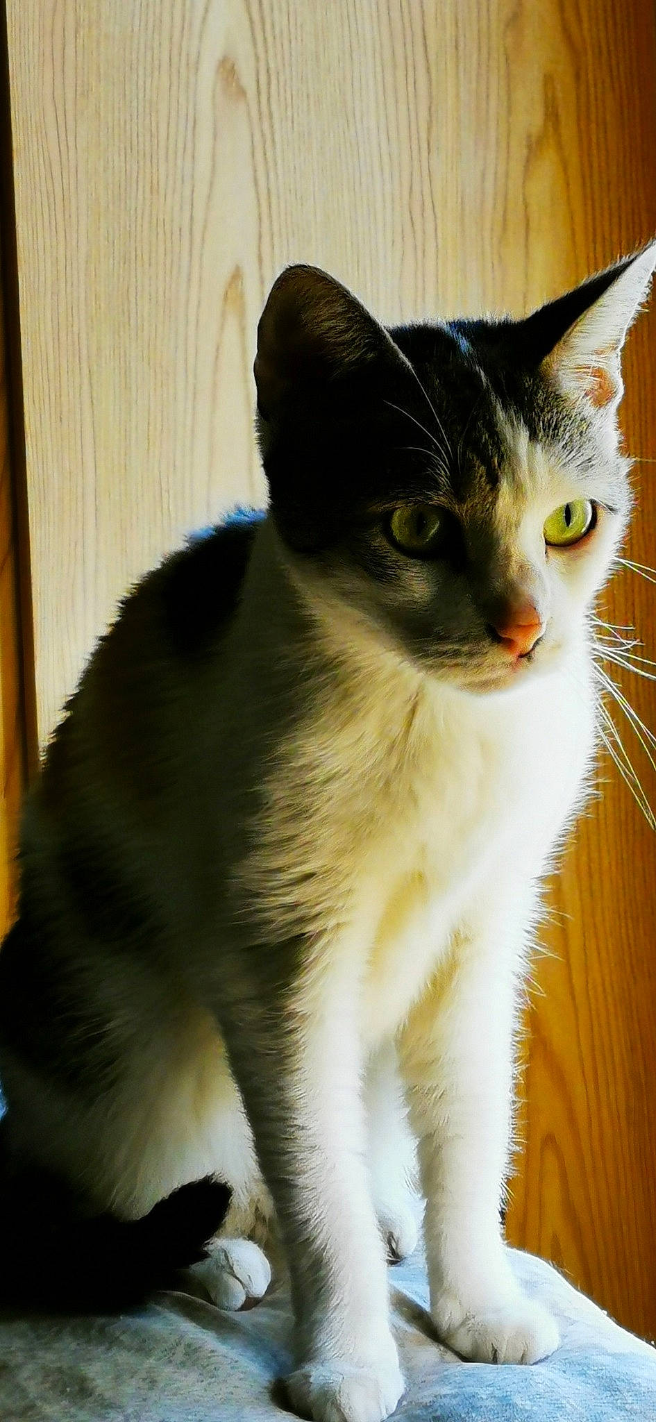 Meublanc participe au concours pour gagner de l'argent avec cette photo : carnivore, cat, domestic_short_haired_cat, eye, felidae, fur, iris, paw, small_to_medium_sized_cats, snout, tail, terrestrial_animal, whiskers, window