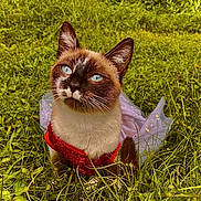Olivia is registered to the contest to win money with this photo: cat, siamese_cat, blue_eyes, grass, dress, red_dress, outdoors, pet, animal, whiskers, fur, ears, portrait, sitting, nature, close_up, greenery, tutu, sunlit, meadow