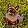 cat, siamese_cat, blue_eyes, grass, dress, red_dress, outdoors, pet, animal, whiskers, fur, ears, portrait, sitting, nature, close_up, greenery, tutu, sunlit, meadow