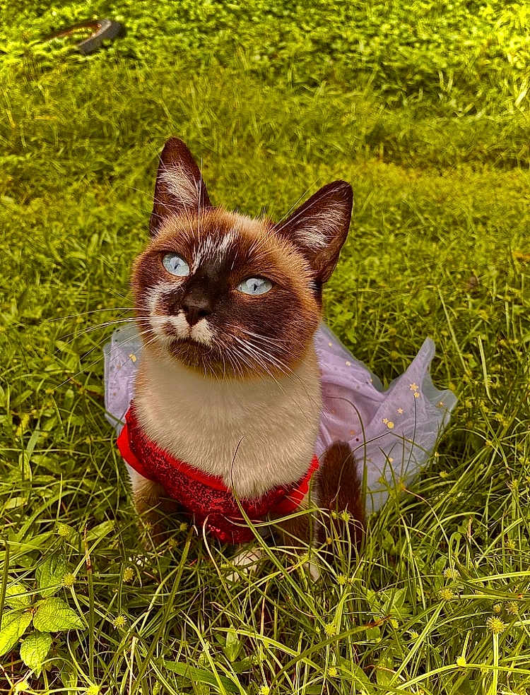 Olivia is registered to the contest to win money with this photo: cat, siamese_cat, blue_eyes, grass, dress, red_dress, outdoors, pet, animal, whiskers, fur, ears, portrait, sitting, nature, close_up, greenery, tutu, sunlit, meadow