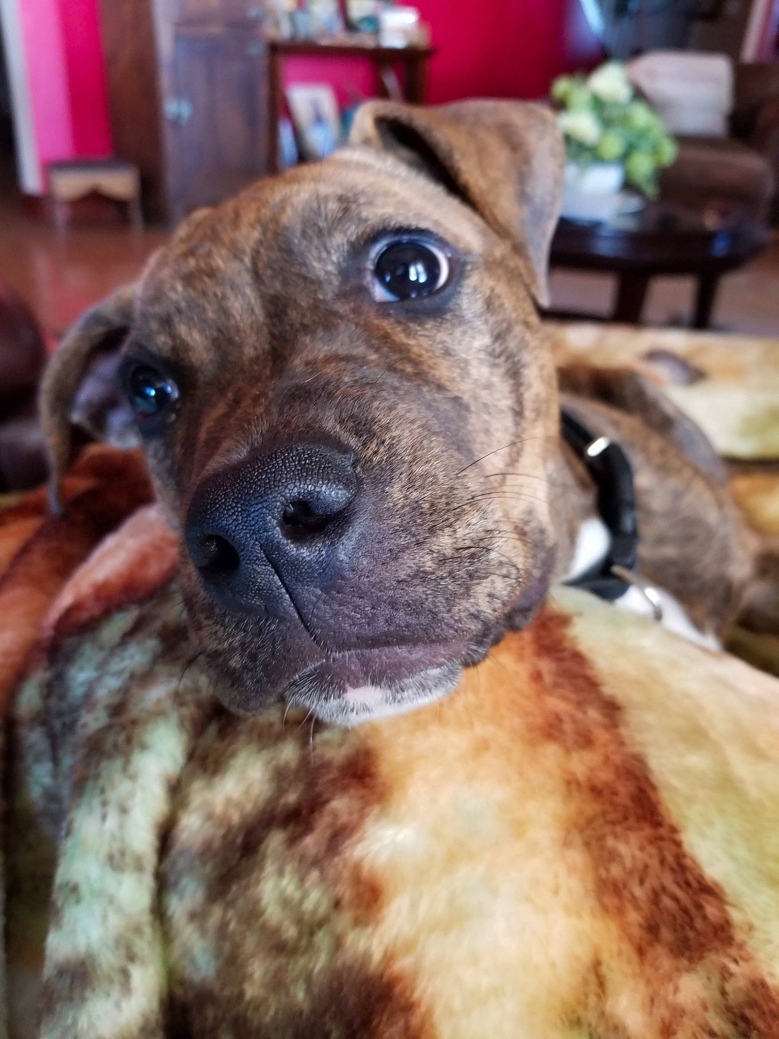 Oakley joined the competition — help win amazing prizes! alaunt, american_pit_bull_terrier, american_staffordshire_terrier, bullmastiff, canidae, carnivore, cimarron_uruguayo, dog, dog_breed, fawn, mammal, molosser, non_sporting_group, pit_bull, puppy, rare_breed_dog, snout, staffordshire_bull_terrier, vertebrate, whiskers