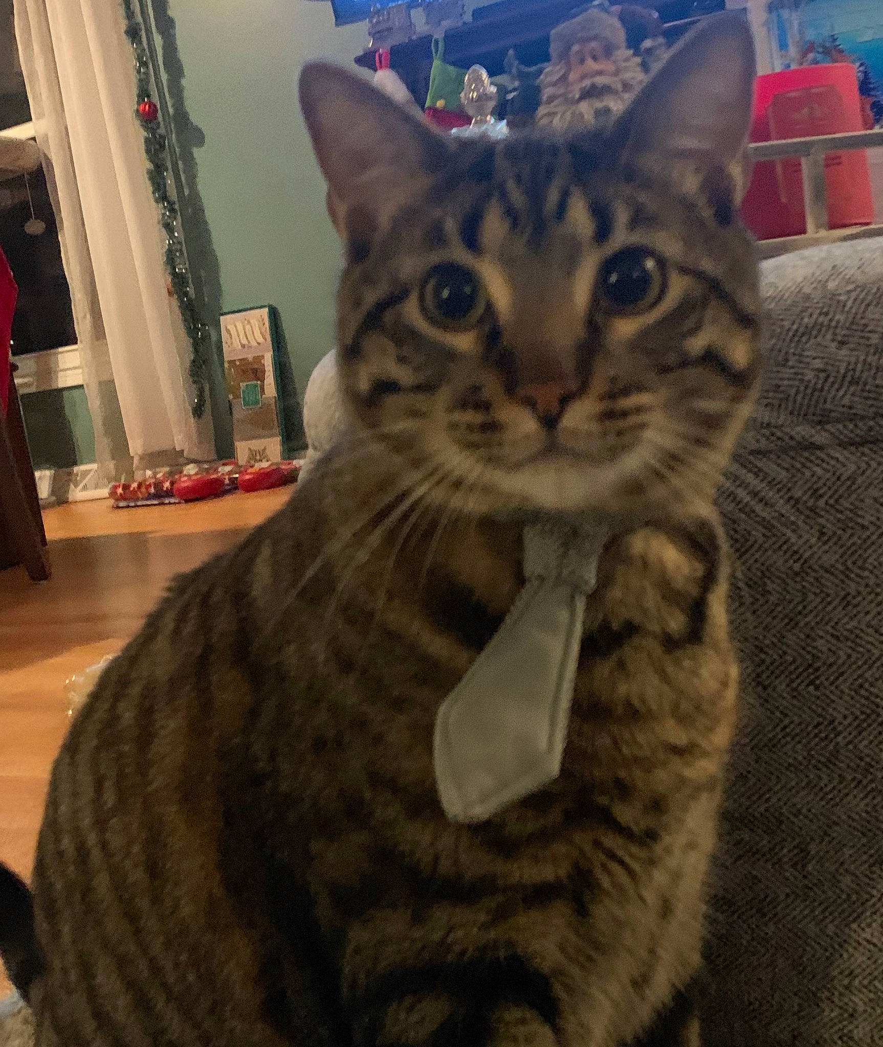 Franklin joined the competition — help win amazing prizes! carnivore, cat, comfort, curtain, domestic_short_haired_cat, felidae, fur, paw, sitting, small_to_medium_sized_cats, snout, tail, terrestrial_animal, whiskers