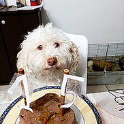 Canelle a rejoint le concours — aidez-le/la à gagner de superbes lots ! birthday, cage, cake, candles, celebration, chair, dog, floor, food, fur, furniture, heart_shaped, home, indoor, kitchen, pet, photo_frame, plate, table, white_dog