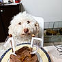 birthday, cage, cake, candles, celebration, chair, dog, floor, food, fur, furniture, heart_shaped, home, indoor, kitchen, pet, photo_frame, plate, table, white_dog