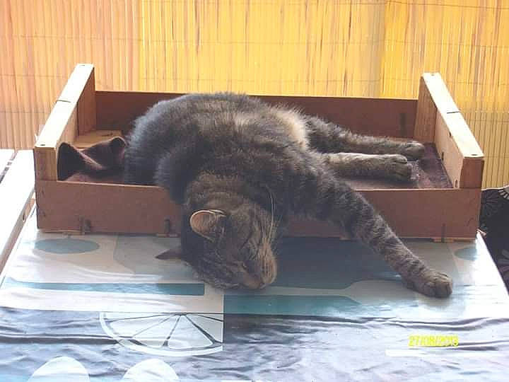 Pimouss a rejoint le concours — aidez-le/la à gagner de superbes lots ! carnivore, cat, claw, felidae, nap, russian_blue, small_to_medium_sized_cats