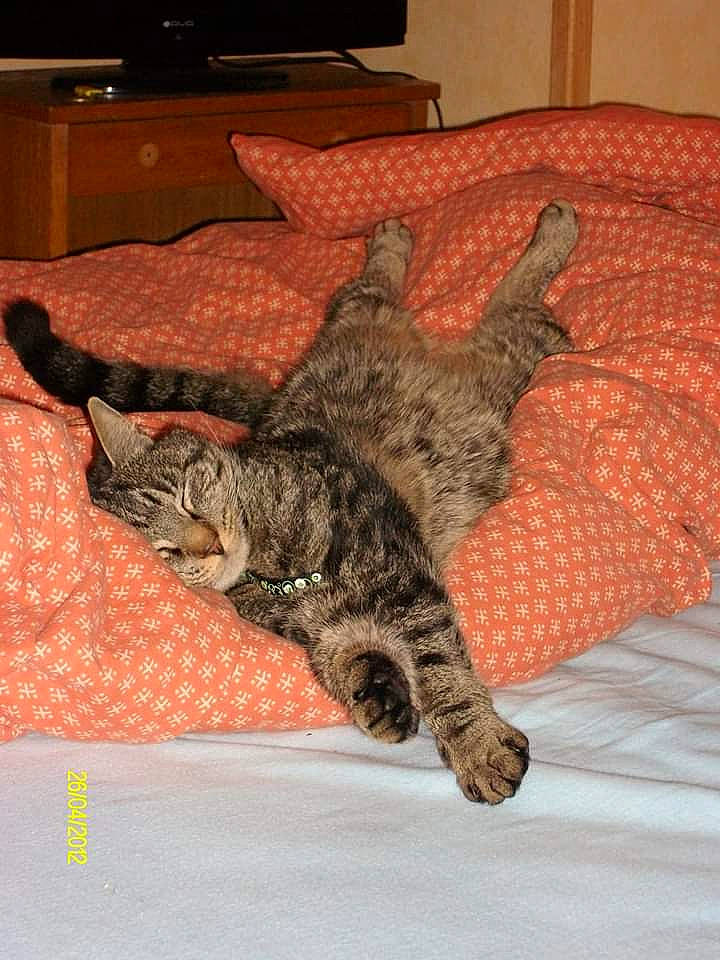 Pimouss participe au concours pour gagner de l'argent avec cette photo : asian, australian_mist, california_spangled, carnivore, cat, claw, domestic_short_haired_cat, dragon_li, egyptian_mau, european_shorthair, felidae, fur, kitten, mammal, ocicat, pixie_bob, small_to_medium_sized_cats, tabby_cat, tail, whiskers