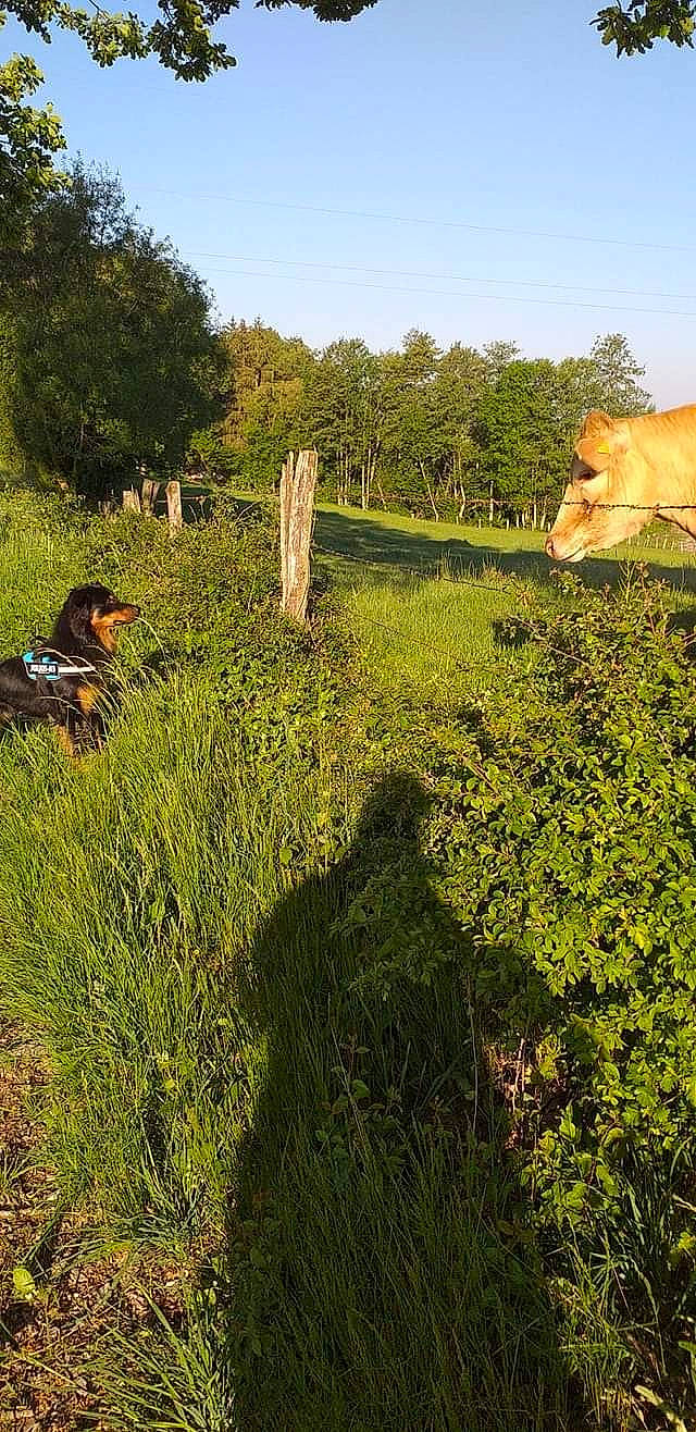 Pixel a rejoint le concours — aidez-le/la à gagner de superbes lots ! farm, field, grass, grass_family, grassland, green, landscape, meadow, pasture, plant, plant_community, rural_area, shrub, tree, vegetation, wildlife