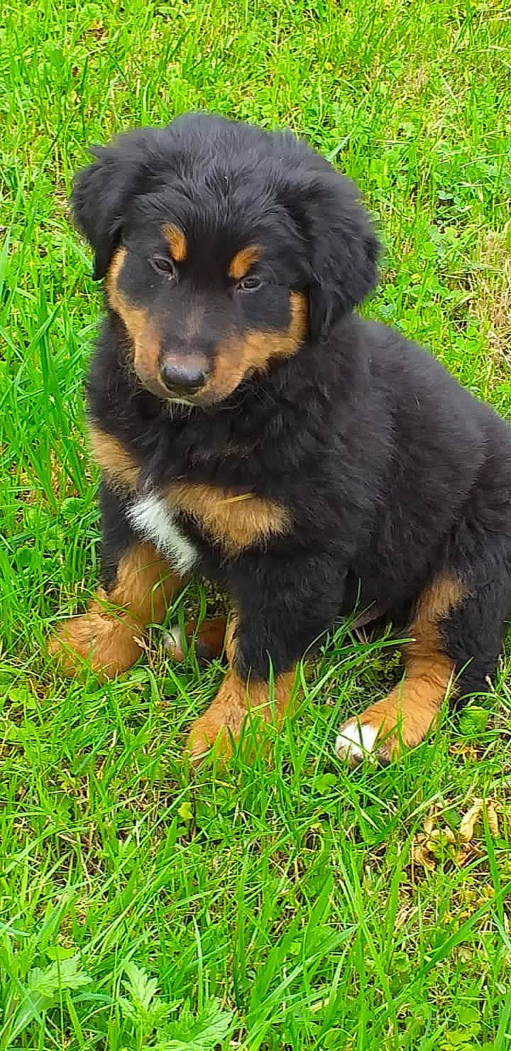 Pixel participe au concours pour gagner de l'argent avec cette photo : canidae, carnivore, companion_dog, dog, dog_breed, english_shepherd, mammal, puppy, rare_breed_dog, sporting_group, vertebrate