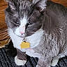 Kitty joined the competition — help win amazing prizes! cat, gray_cat, white_cat, pet, animal, feline, whiskers, ears, pink_nose, collar, bell, tag, sitting, indoor, hardwood_floor, rug, striped_rug, closeup, portrait, relaxed