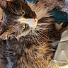 Kitty joined the competition — help win amazing prizes! cat, long_hair, fluffy, whiskers, green_eyes, calico, gray_fur, brown_fur, white_fur, pink_nose, pet, animal, lying_down, upside_down, close_up, portrait, indoors, cozy, blanket, relaxed
