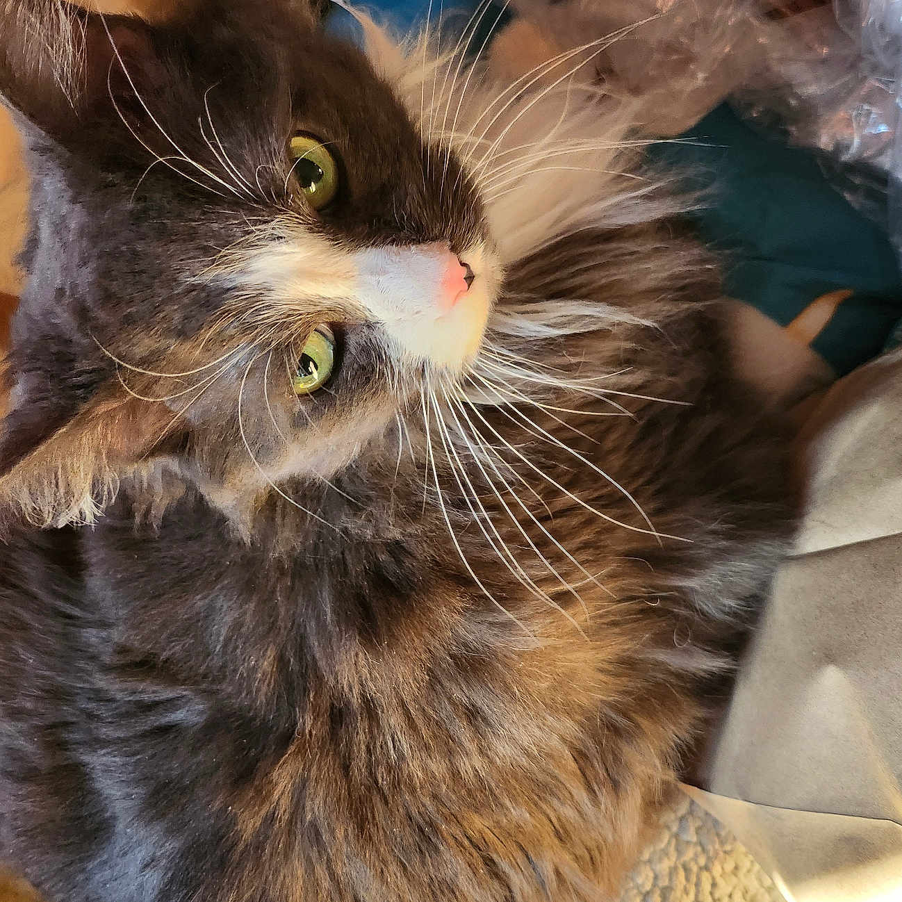 Kitty joined the competition — help win amazing prizes! cat, long_hair, fluffy, whiskers, green_eyes, calico, gray_fur, brown_fur, white_fur, pink_nose, pet, animal, lying_down, upside_down, close_up, portrait, indoors, cozy, blanket, relaxed