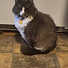 cat, tuxedo_cat, longhaired_cat, fluffy, black_and_white, pet, animal, sitting, indoors, kitchen, tile_floor, floor, wall, collar, gold_tag, whiskers, ears, tail, portrait, text_overlay