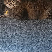 Muñeca joined the competition — help win amazing prizes! cat, tabby, feline, pet, animal, striped_fur, whiskers, ears, eyes, collar, tag, lying_down, lounging, couch, fabric, indoor, portrait, close_up, brown, gray