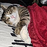 Muñeco joined the competition — help win amazing prizes! cat, tabby_cat, white_paws, pet, sleeping, relaxed, lying_down, bed, blanket, red_blanket, bedroom, pillow, bedding, indoor, cozy, cute, whiskers, pink_nose, animal_portrait, resting