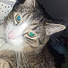Muñeco joined the competition — help win amazing prizes! cat, tabby_cat, pet, animal, close_up, portrait, green_eyes, pink_nose, whiskers, ears, striped_fur, feline, indoors, bedding, fabric, lying_down, head, face, flash_photography, cute