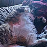 cat, cats, pet, animal, feline, tabby, white_fur, striped_fur, fluffy, belly, paw, whiskers, ears, relaxed, sleeping, lounging, bed, blanket, bedroom, indoor