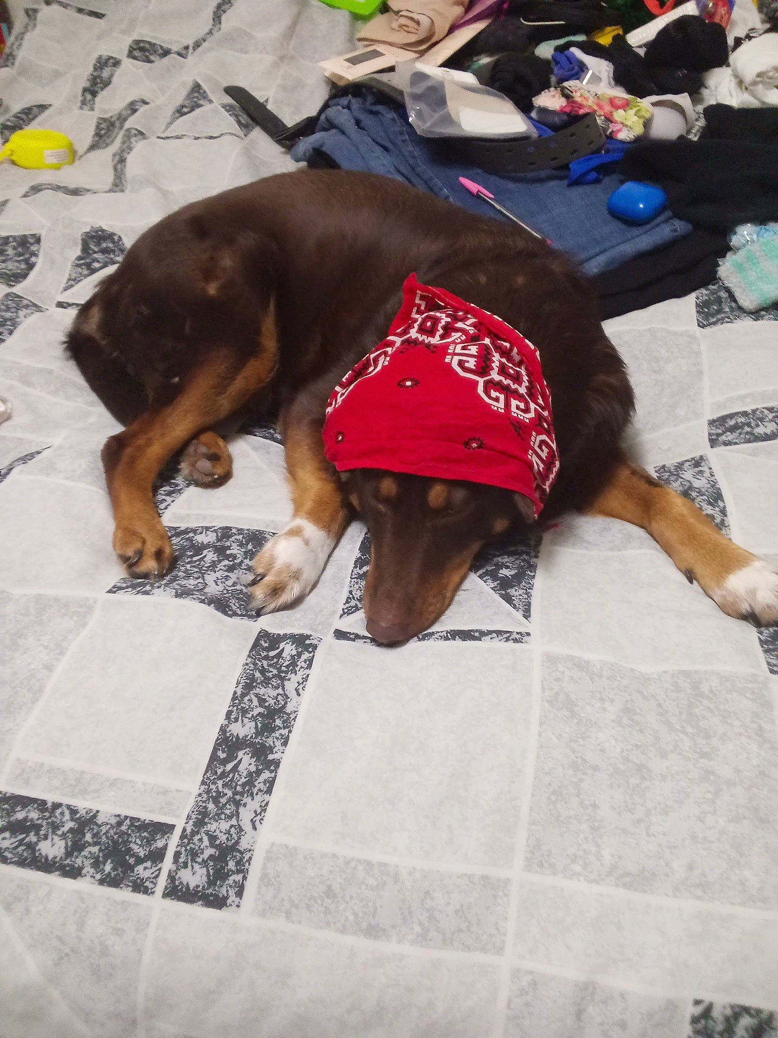 Bellaboots Grace Beckham joined the competition — help win amazing prizes! art, canidae, carnivore, collar, companion_dog, dog, dog_breed, dog_clothes, dog_supply, fashion_accessory, fawn, flooring, guard_dog, hat, human_leg, leash, snout, sporting_group, working_animal, working_dog