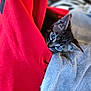 Kenya joined the competition — help win amazing prizes! kitten, cat, blue_eyes, red_fabric, gray_blanket, peeking, cozy, soft_texture, curious, indoor, pet, animal, cute, small, feline, fur, whiskers, resting, hiding, close_up