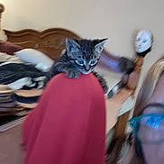 Kenya is registered to the contest to win money with this photo: kitten, cat, tabby, red_cloth, bed, headboard, glasses, person_partial, mask, wooden_furniture, indoor, blur, close_up, feline, pet, animal, cute, resting, young_animal, face_mask