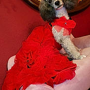 Koko Rodriguez is registered to the contest to win money with this photo: accessorized, bow, costume, curly_fur, decorative_mirror, dog, fancy, glitter, headpiece, indoor, mirror, pet_fashion, picture_frame, pink_chair, poodle, portrait, red_dress, red_wall, ruffled_skirt, sitting