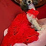 accessorized, bow, costume, curly_fur, decorative_mirror, dog, fancy, glitter, headpiece, indoor, mirror, pet_fashion, picture_frame, pink_chair, poodle, portrait, red_dress, red_wall, ruffled_skirt, sitting
