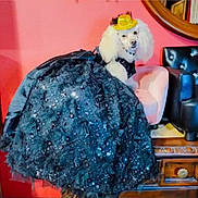 Chanel Rodriguez joined the competition — help win amazing prizes! black_gown, chair, costume, dog, dress, dresser, fashionable, furniture, gold_hat, gown, hat, indoor, mirror, pet, pink_wall, poodle, portrait, sequins, sparkly, white_poodle