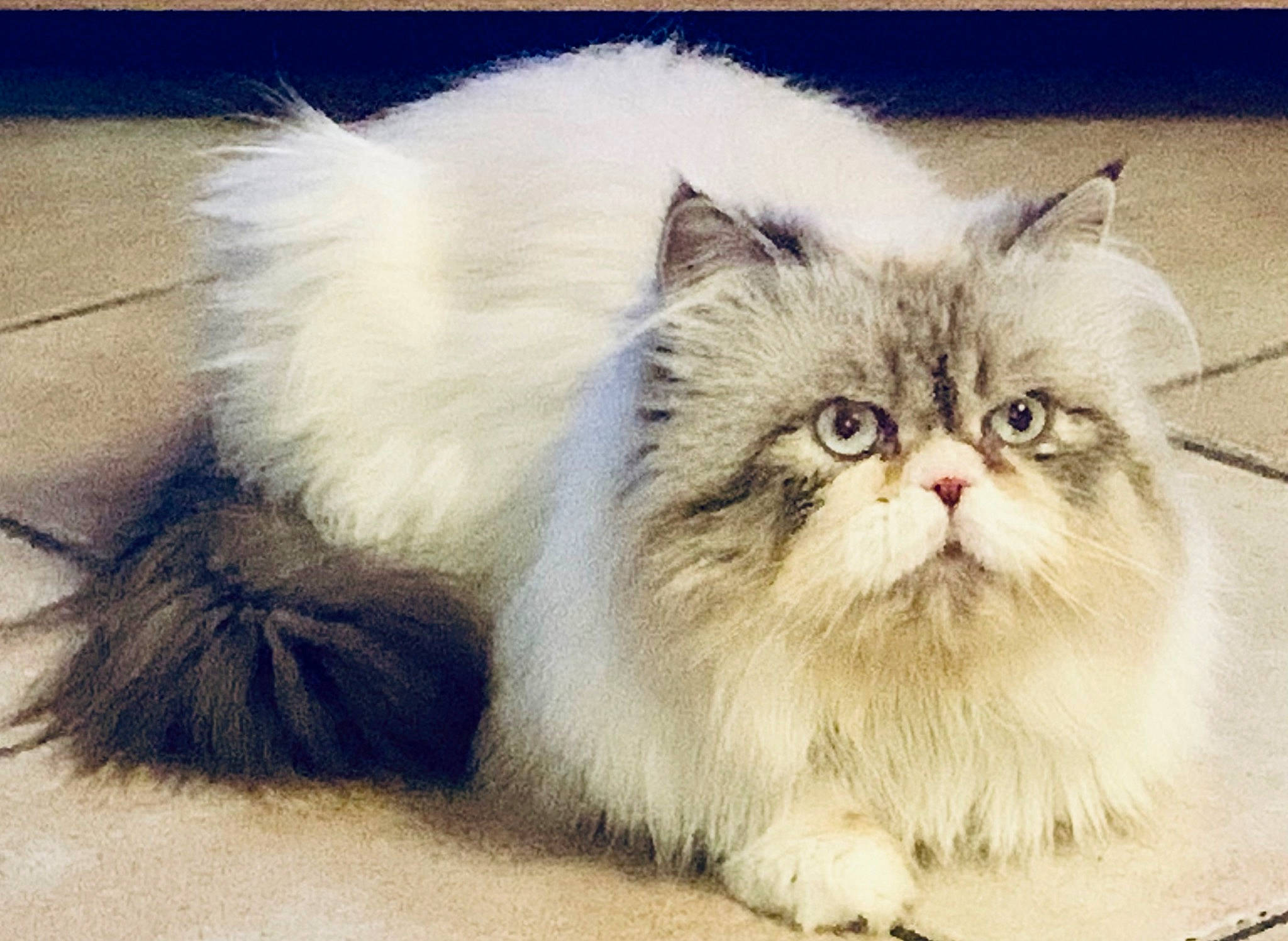 Gucci participe au concours pour gagner de l'argent avec cette photo : british_longhair, carnivore, cat, eye, fawn, felidae, fur, paw, persian, photo_caption, plant, produce, sitting, small_to_medium_sized_cats, snout, terrestrial_animal, vegetable, whiskers