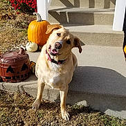 Little Miss Sunshine is registered to the contest to win money with this photo: dog, dog_breed, dog_like_mammal, grass, plant, pumpkin, snout, sporting_group