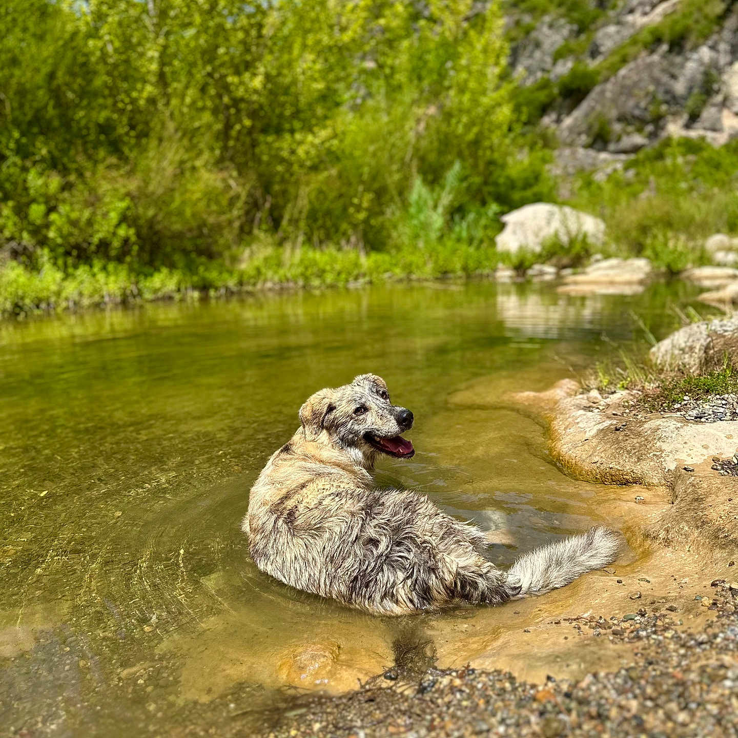 Abou participe au concours pour gagner de l'argent avec cette photo : animal, canine, creek, dog, grass, land, nature, outdoors, pet, plant, pond, puppy, rock, soil, stream, summer, tree, vegetation, water, wilderness