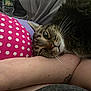 Skylar joined the competition — help win amazing prizes! arm, bedding, blanket, cat, cat_face, close_up, cozy, fur, human_arm, indoor, pet, pillow, pink_pillow, polka_dot_pillow, resting, sleepy, tabby_cat, tattoo, water_bottle, whiskers