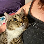 Skylar joined the competition — help win amazing prizes! arm, bed, blanket, cat, chest, close_up, comfort, cuddling, eyes, fur, human, indoor, looking_up, pet, pillow, relaxing, snuggle, tabby_cat, tank_top, whiskers