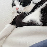 Lewis a rejoint le concours — aidez-le/la à gagner de superbes lots ! cat, black_and_white, pet, feline, lounging, sitting, couch, sofa, white_fur, black_fur, pink_nose, green_eyes, paws, tail, indoor, home, furniture, relaxed, portrait, photograph