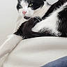 cat, black_and_white, pet, feline, lounging, sitting, couch, sofa, white_fur, black_fur, pink_nose, green_eyes, paws, tail, indoor, home, furniture, relaxed, portrait, photograph
