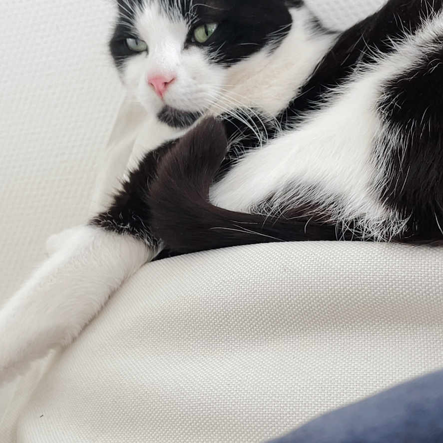 Lewis
