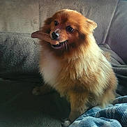 Gracie is registered to the contest to win money with this photo: dog, pomeranian, small_dog, pet, fluffy, chew_toy, bone, couch, sofa, blanket, indoor, sitting, fur, muzzle, whiskers, tongue, happy, domestic_animal, paw, portrait