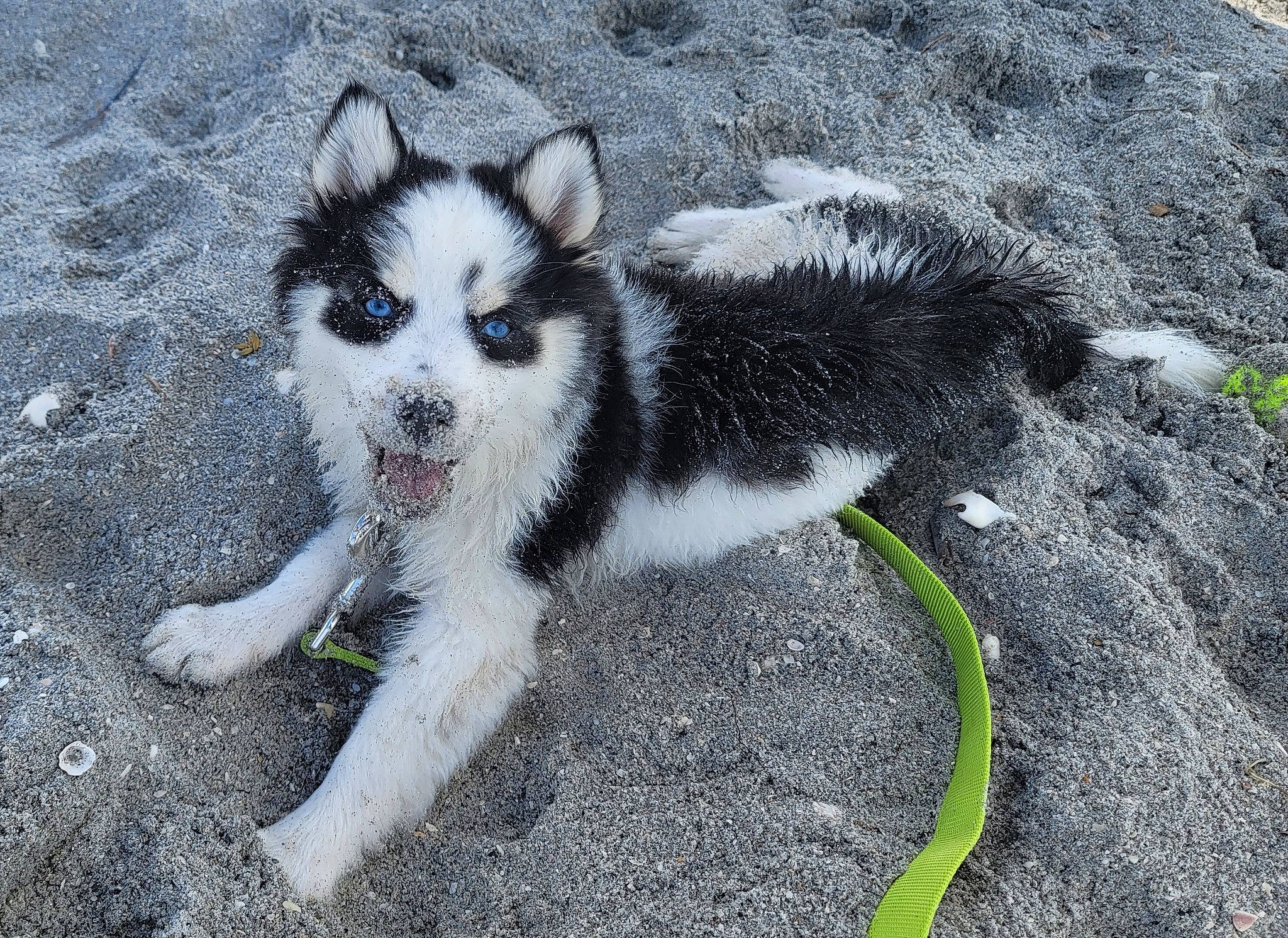 Norman is registered to the contest to win money with this photo: canidae, carnivore, dog, dog_breed, fur, grass, paw, road_surface, sled_dog, soil, sporting_group, tail, terrestrial_animal, whiskers, working_dog