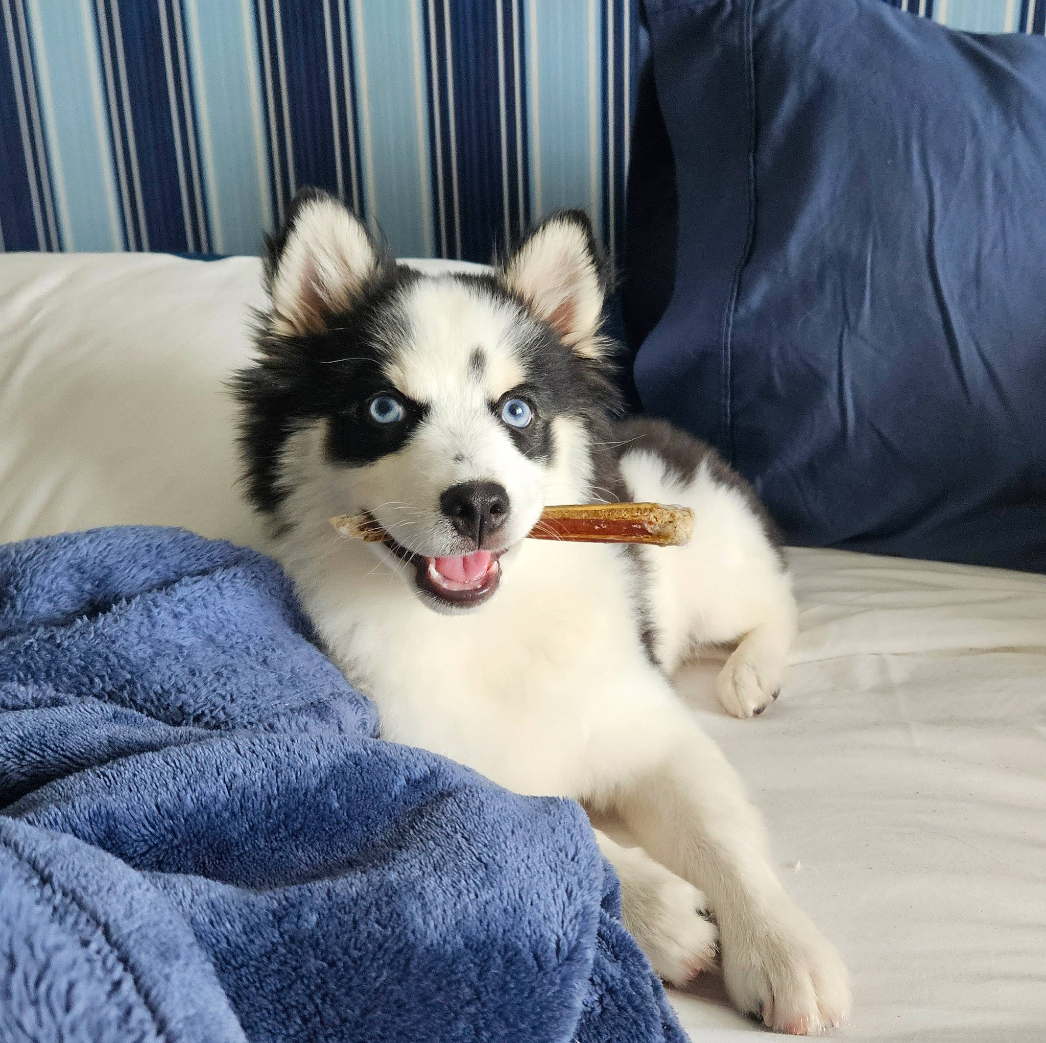 Norman is registered to the contest to win money with this photo: ancient_dog_breeds, canidae, carnivore, comfort, companion_dog, couch, dog, dog_breed, dog_supply, fawn, fur, herding_dog, non_sporting_group, puppy, snout, sporting_group, toy_dog, whiskers, working_animal, working_dog