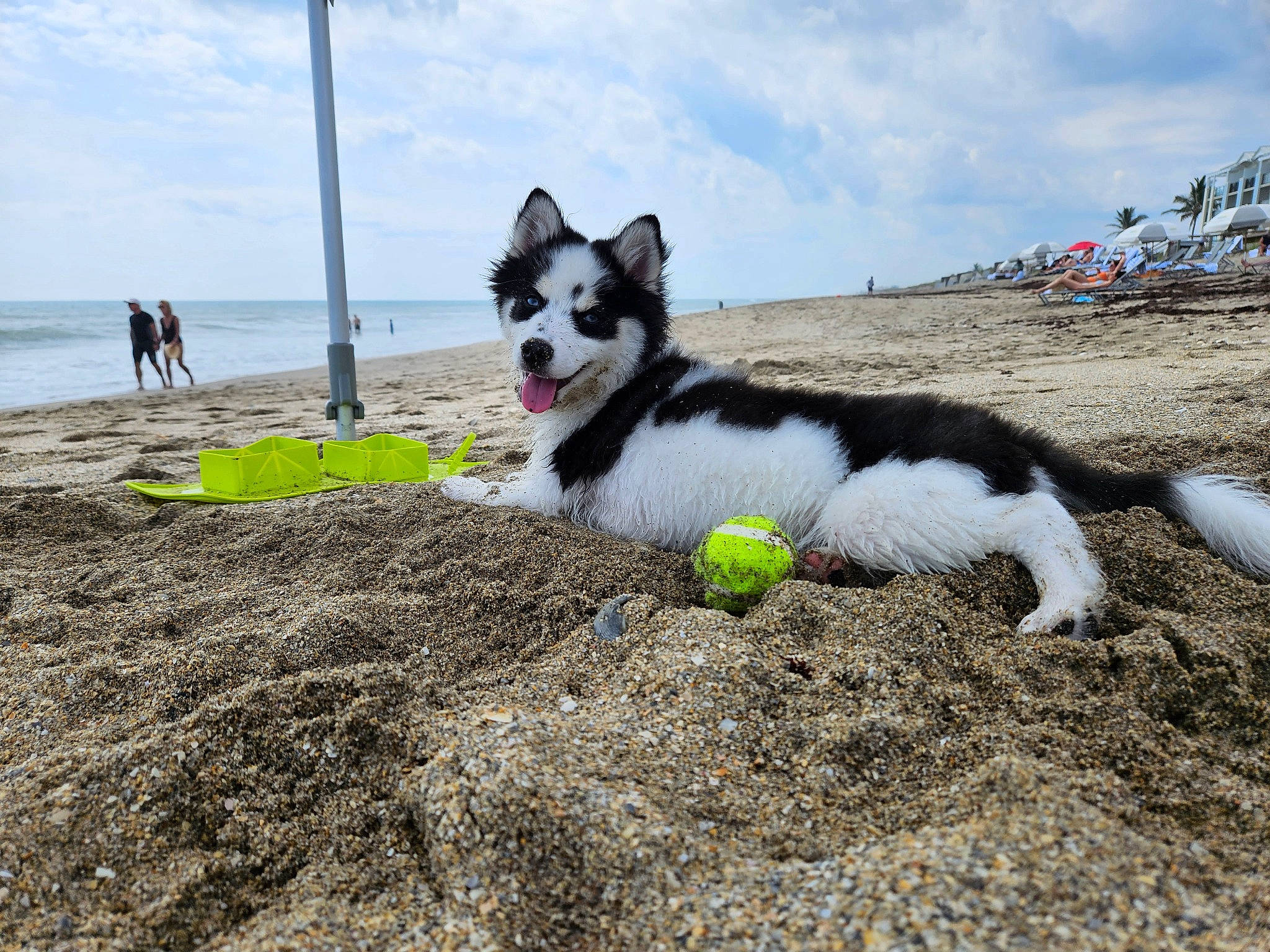 Norman joined the competition — help win amazing prizes! beach, canidae, carnivore, cloud, coast, companion_dog, dog, dog_breed, grass, herding_dog, ocean, recreation, sand, sea, sky, soil, sporting_group, water, wind, working_dog